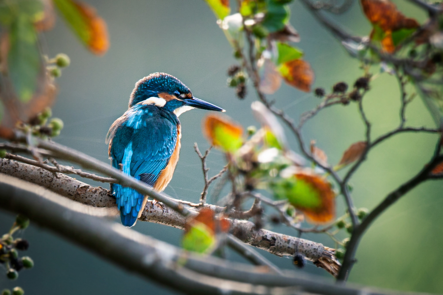 Eisvogel