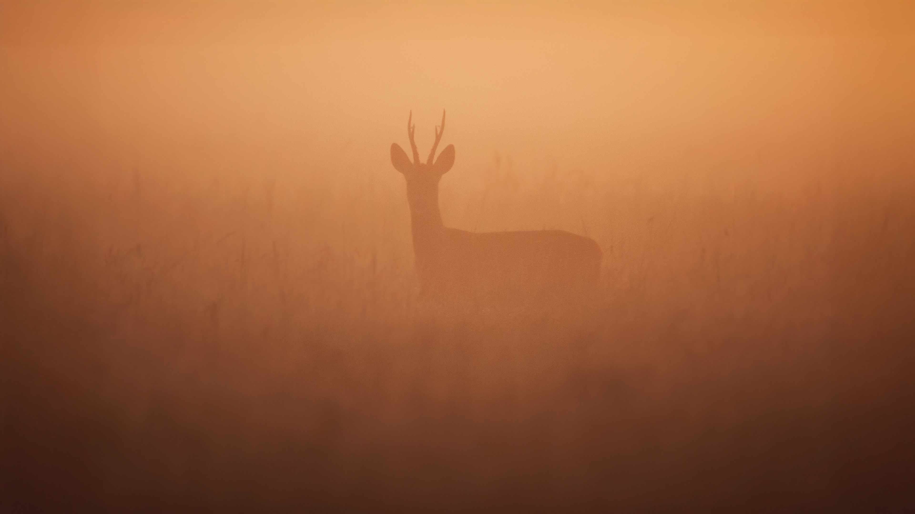 Rehbock im Morgennebel