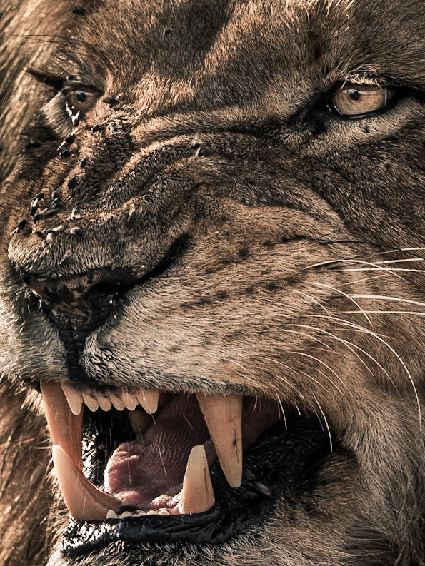 Lion-02 | 27"x36"
