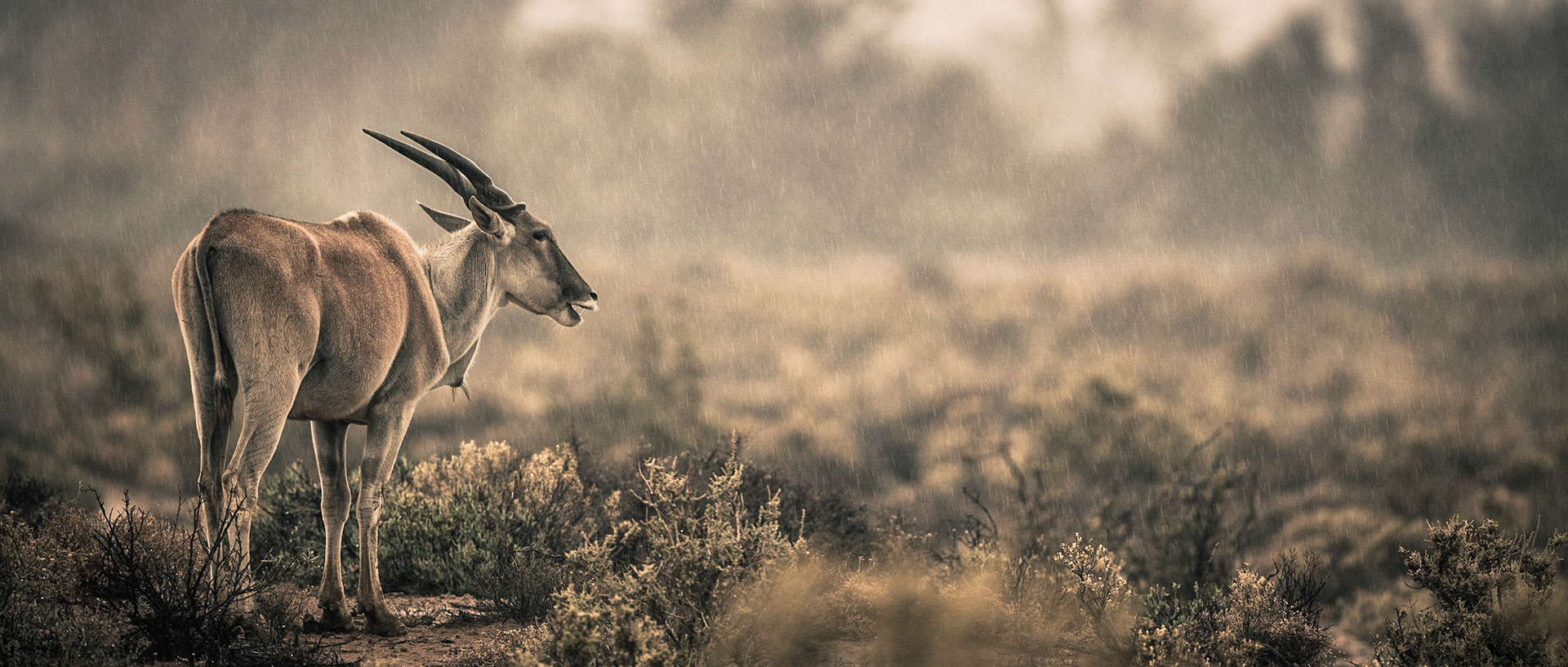 Eland | 20"x48"