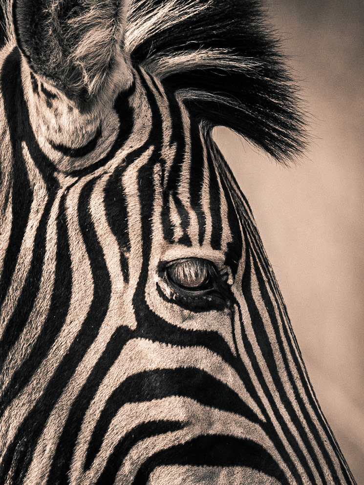Zebra | 27"x36"