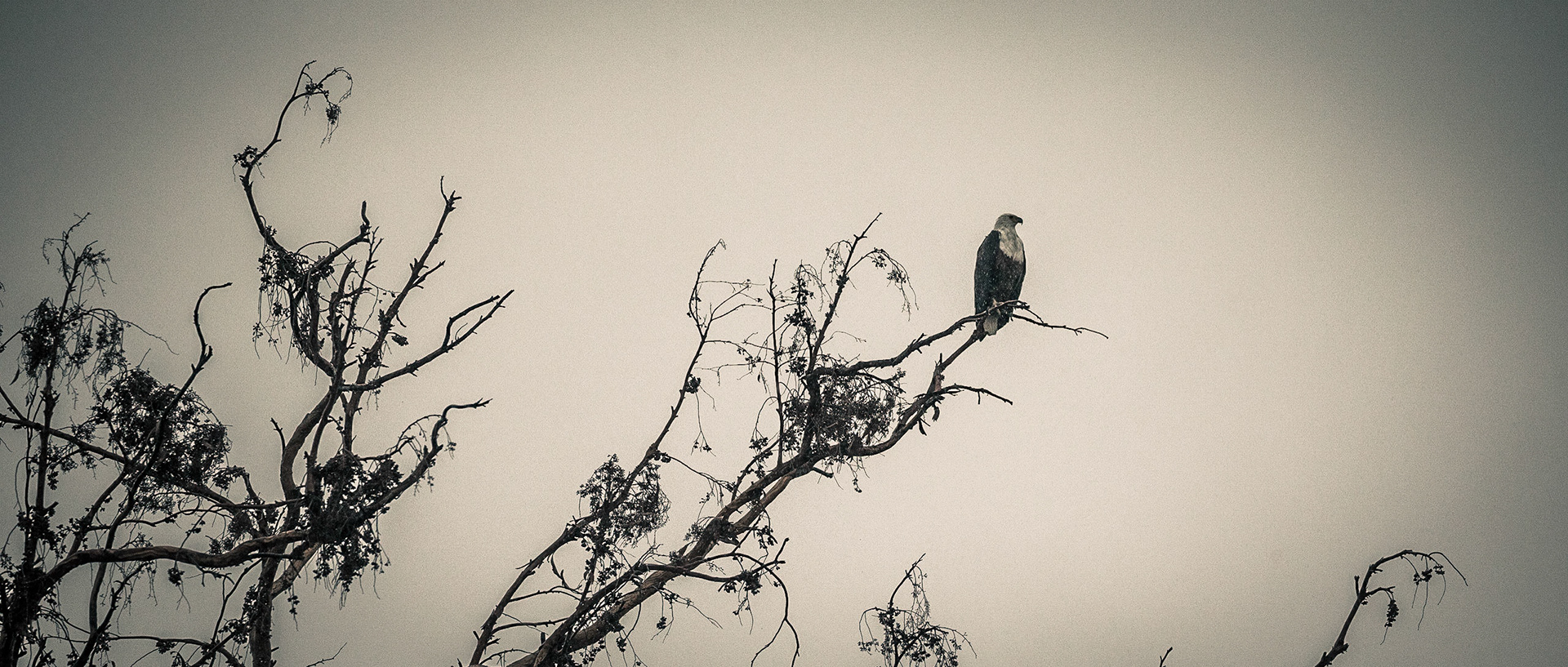 Bald Eagle | 20"x48"