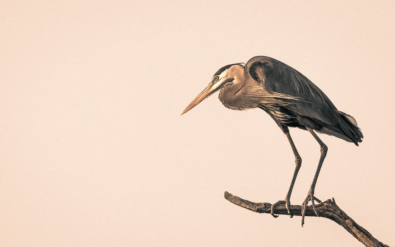 Heron-10 | 30"x48"