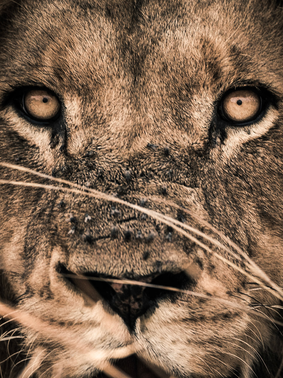 Lion | 27"x36"