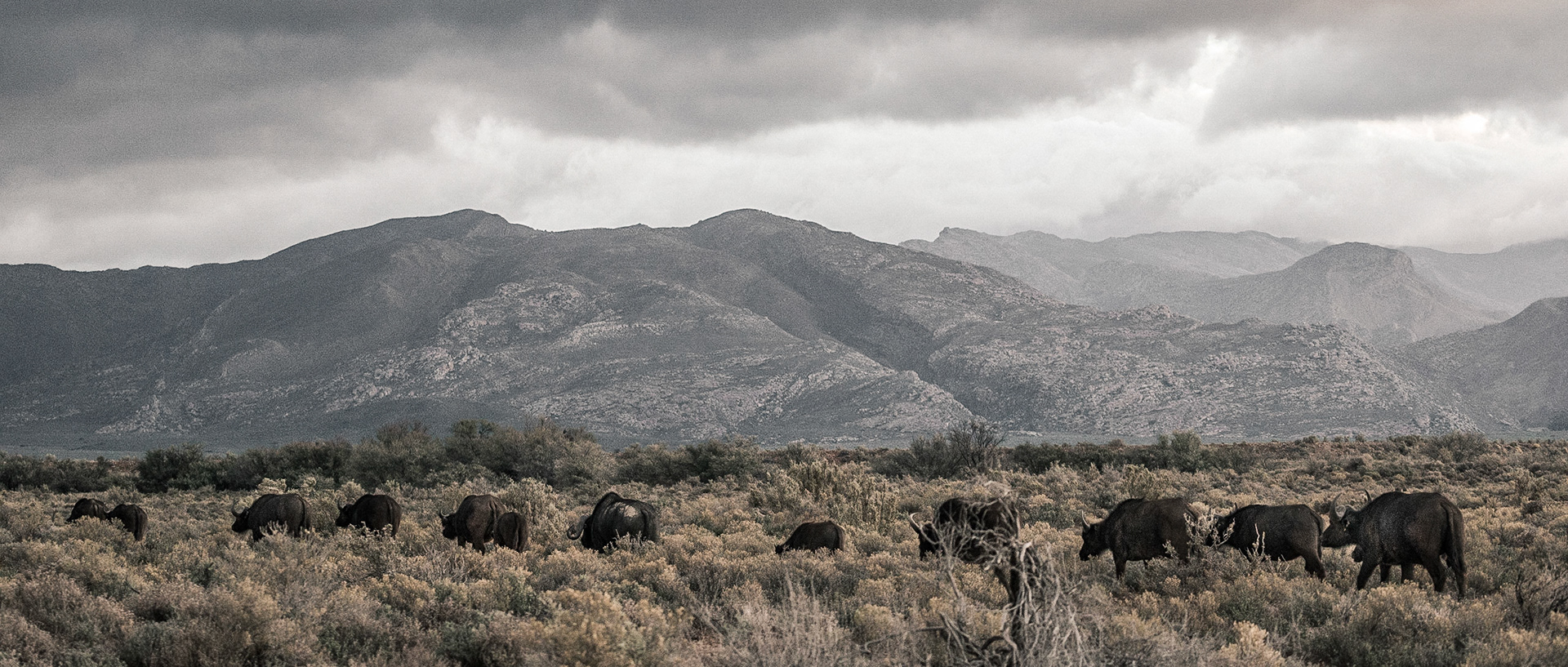 Cape Buffalos | 20"x48"