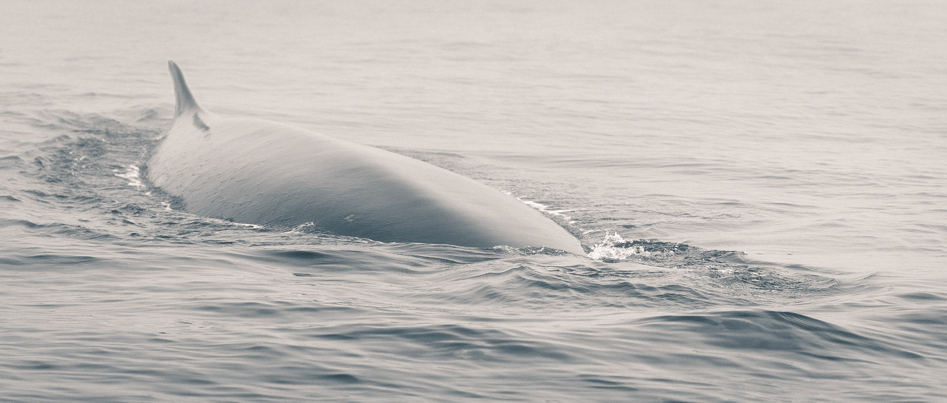 Balaenoptera-11 | 20"x48"