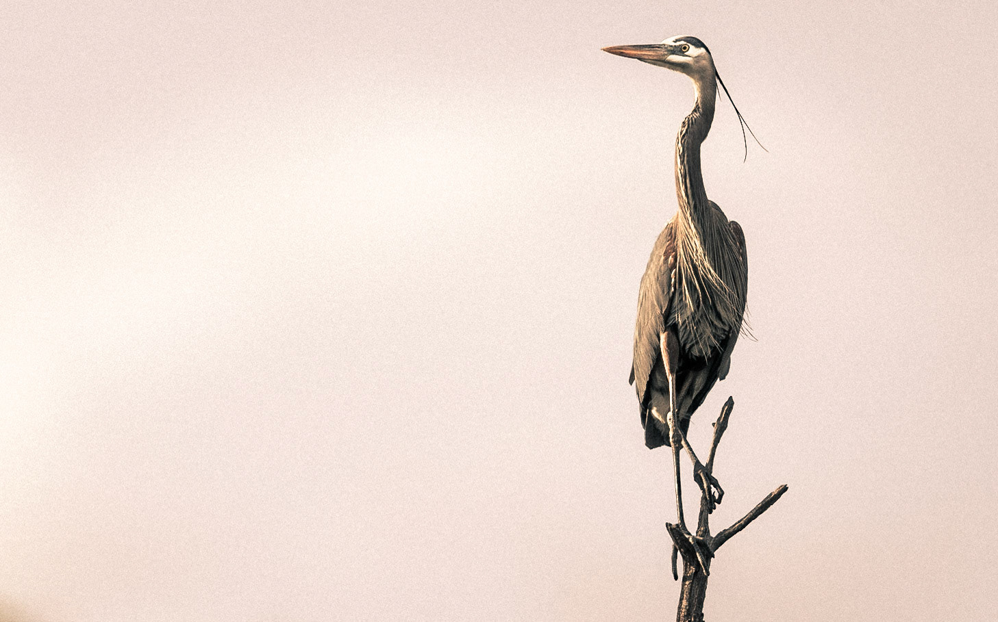 Heron-02 | 30"x48"