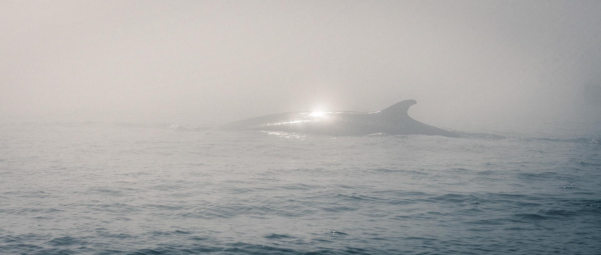 Balaenoptera-13 | 20"x48"