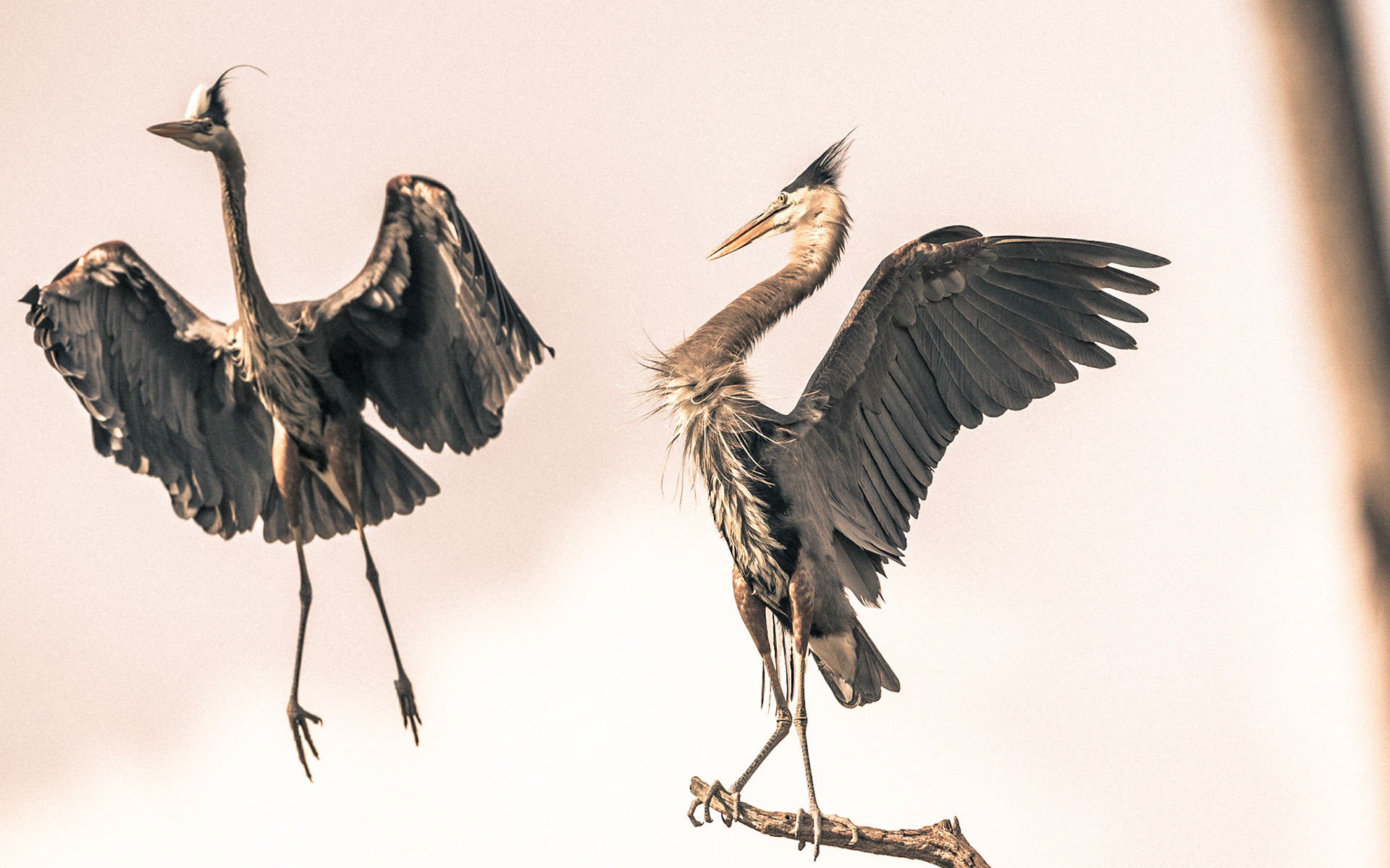 Heron-07 | 30"x48"