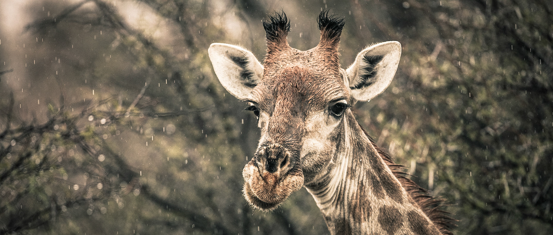 Giraffe | 20"x48"