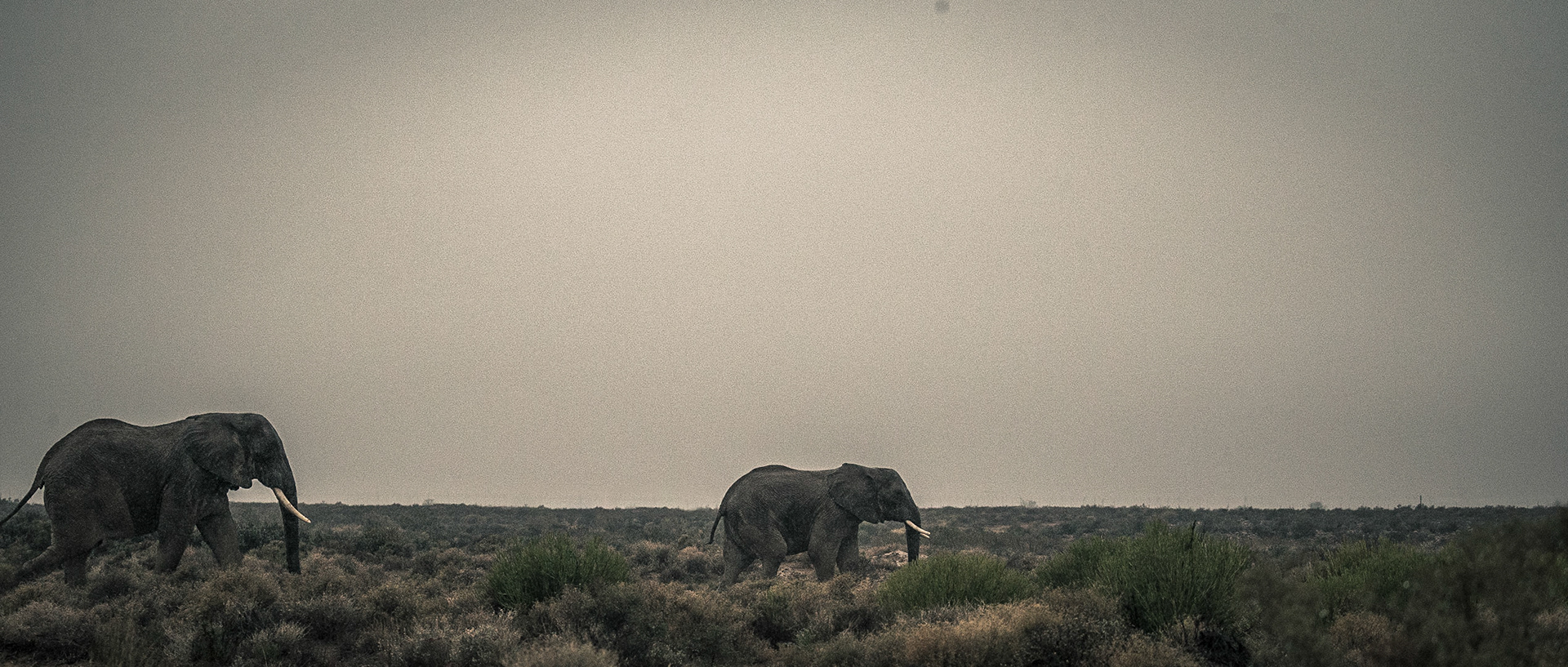 Elephants | 20"x48"