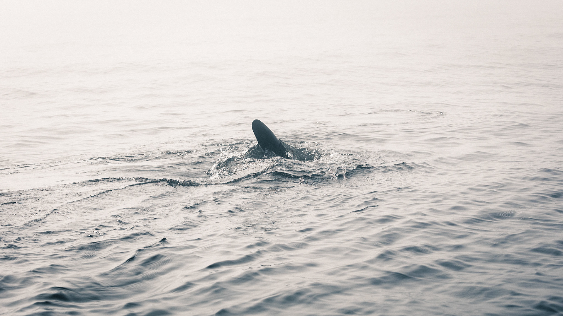 Balaenoptera-08 | 27"x48"
