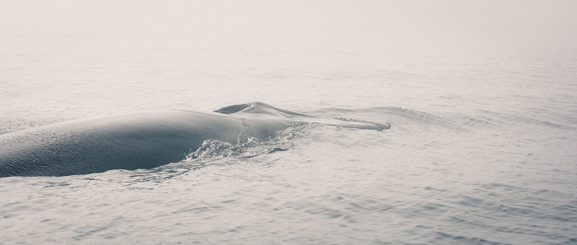 Balaenoptera-05 | 20"x48"