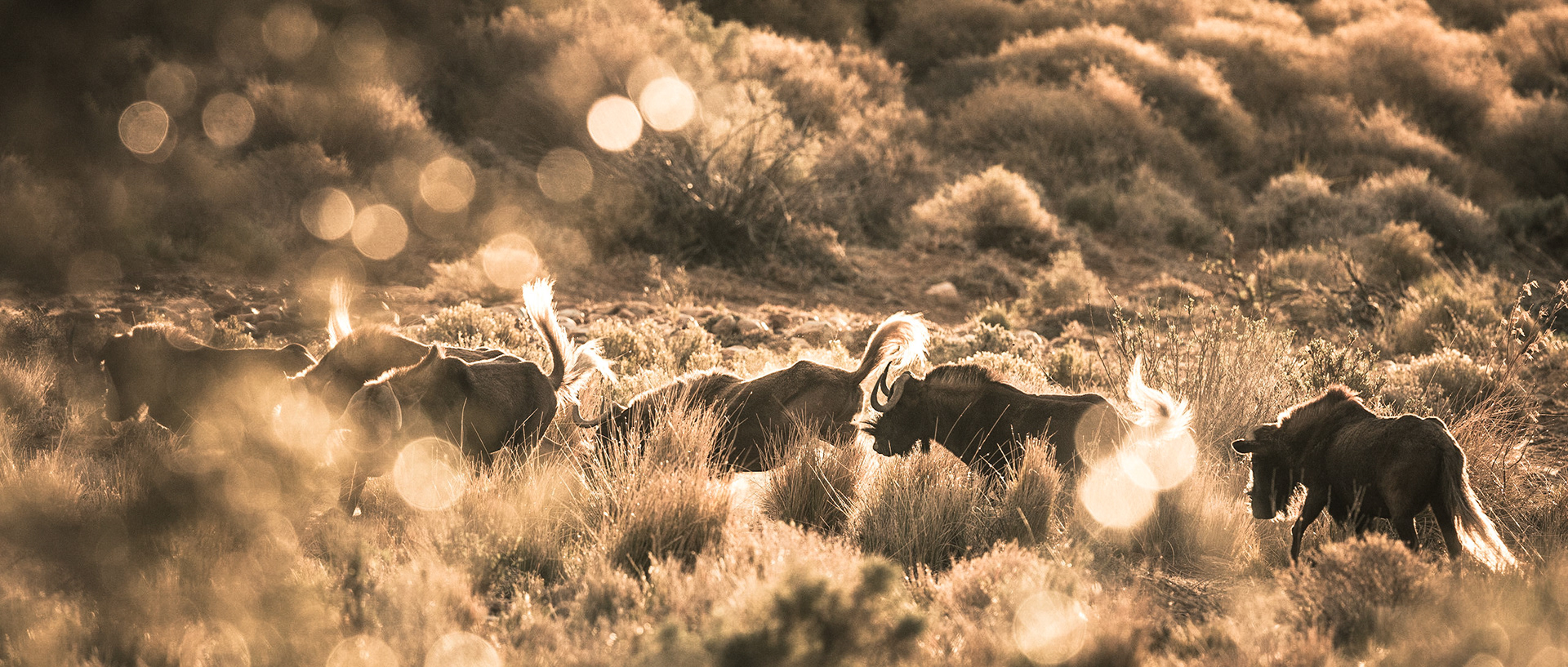 Black Wildebeest | 20"x48"