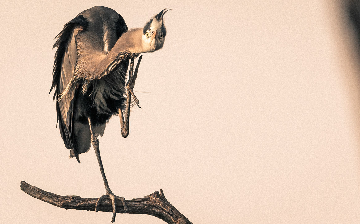 Heron-09 | 30"x48"