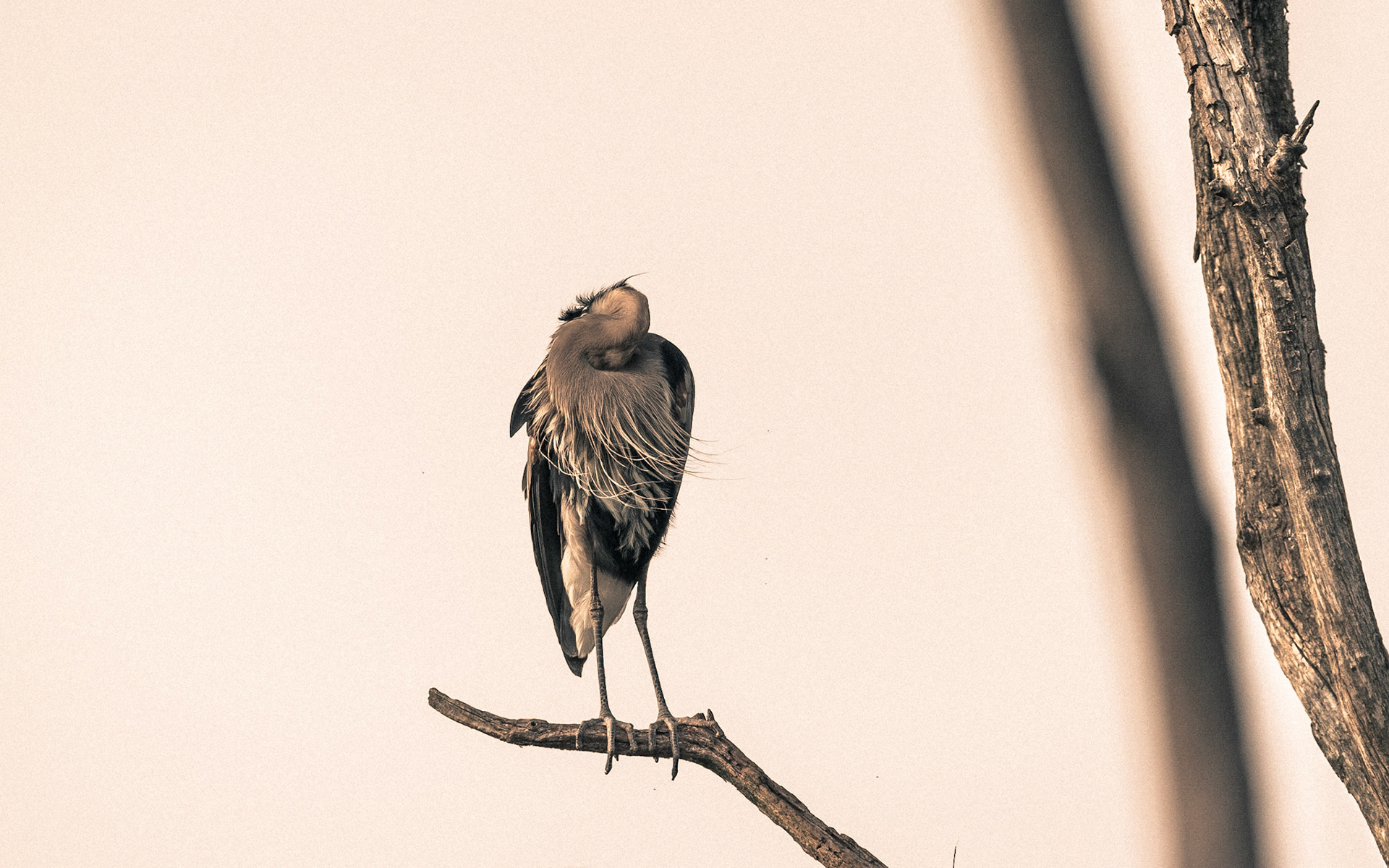 Heron-08 | 30"x48"