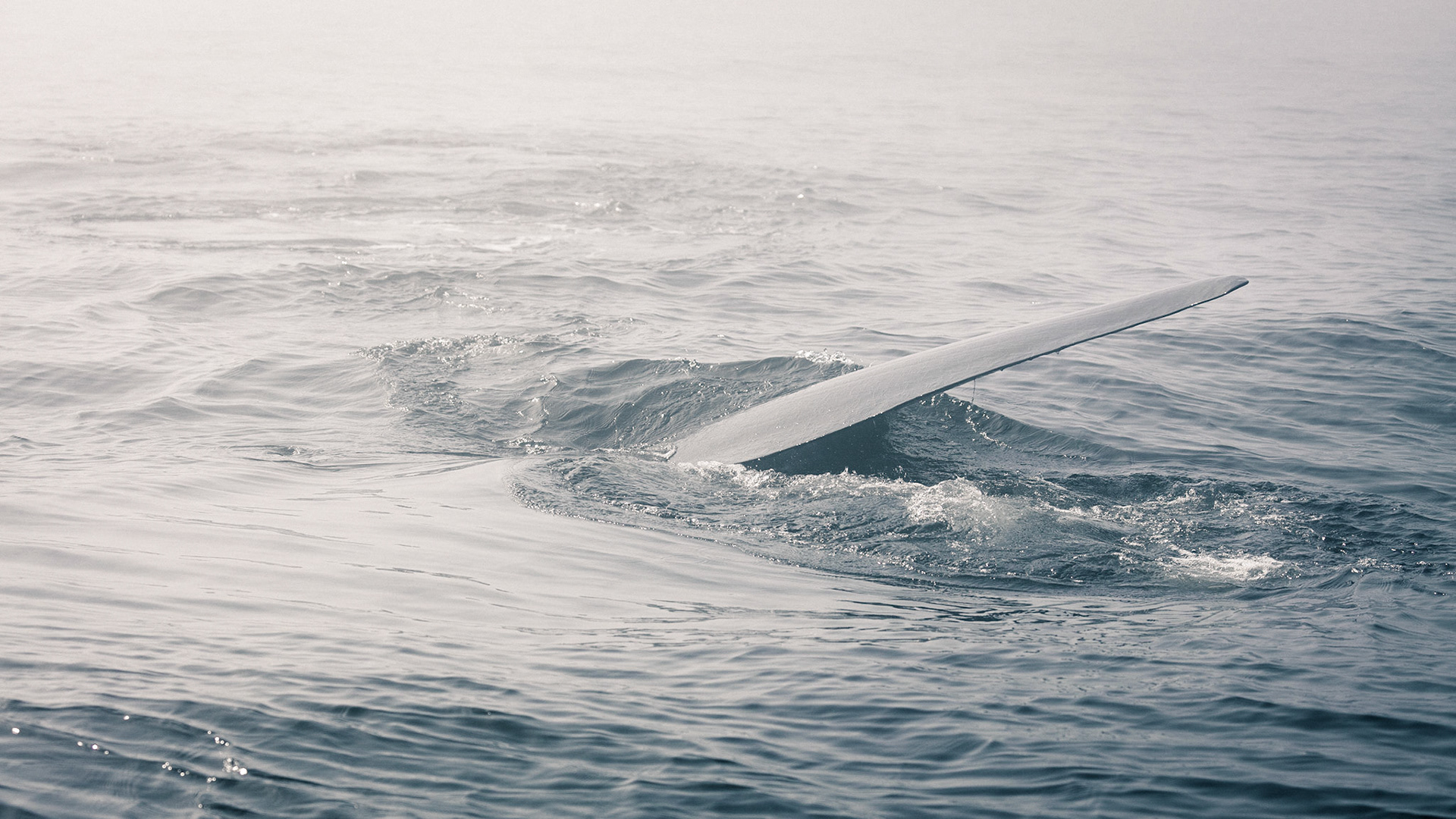 Balaenoptera-07 | 27"x48"