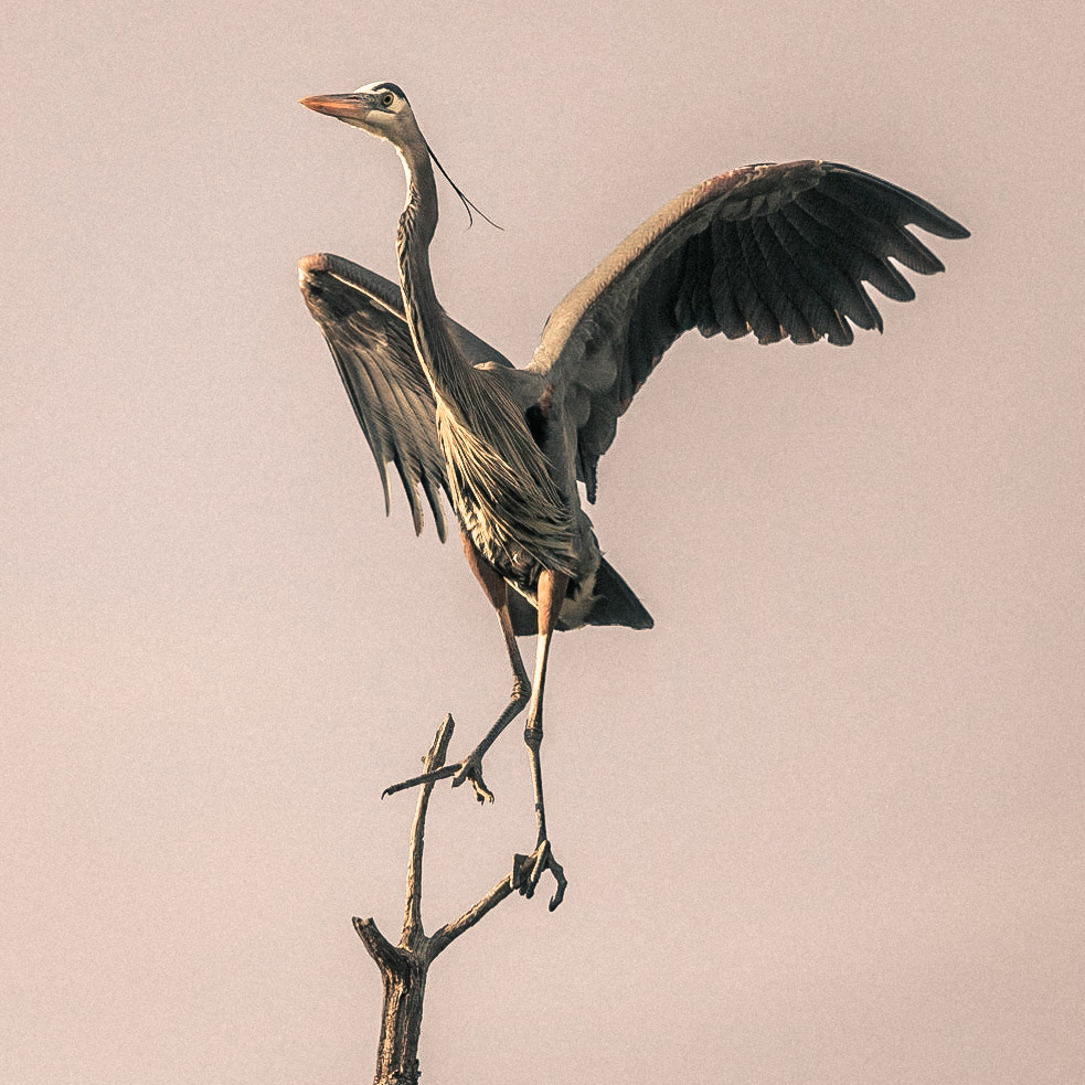 Heron-16 | 30"x48"
