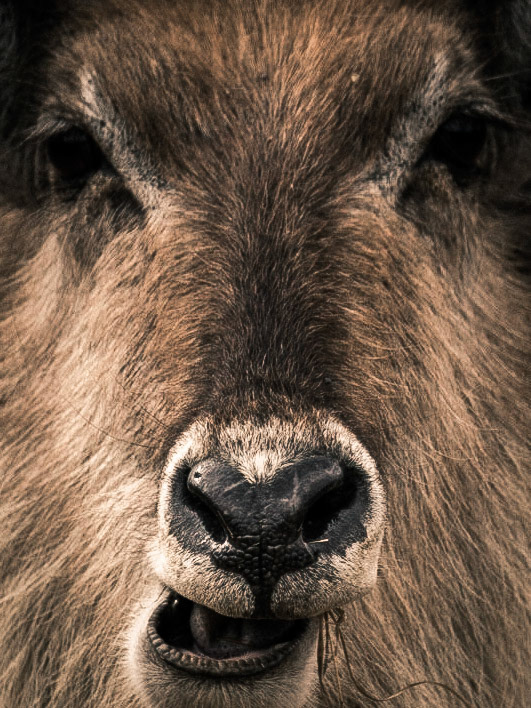 WaterBuck | 27"x36"