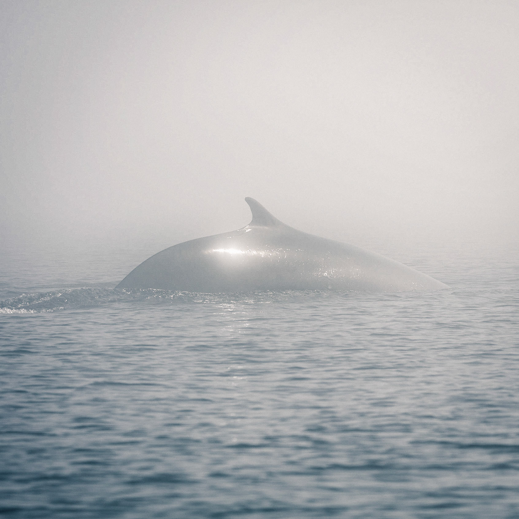 Balaenoptera-09 | 48"x48"