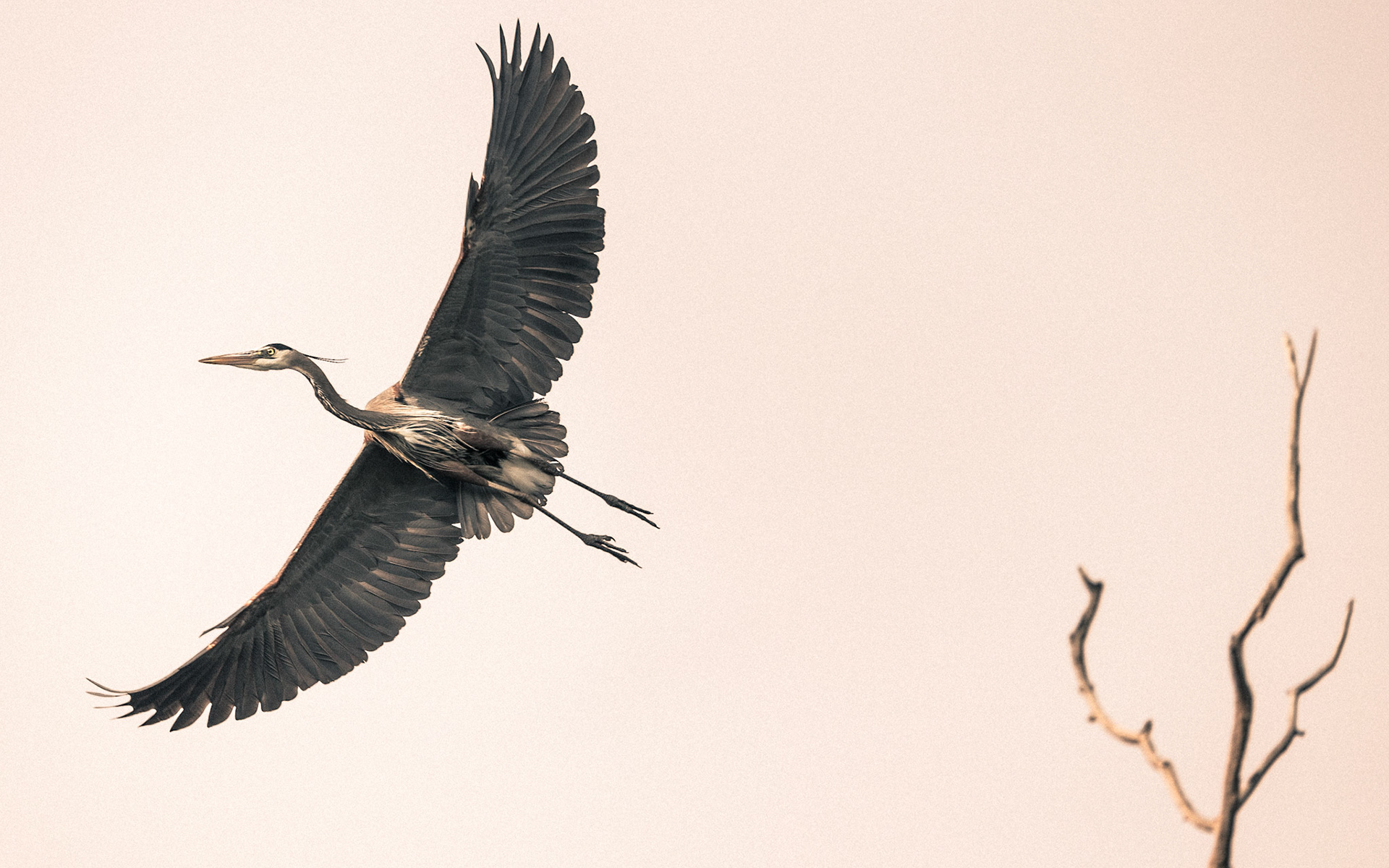 Heron-01 | 30"x48"