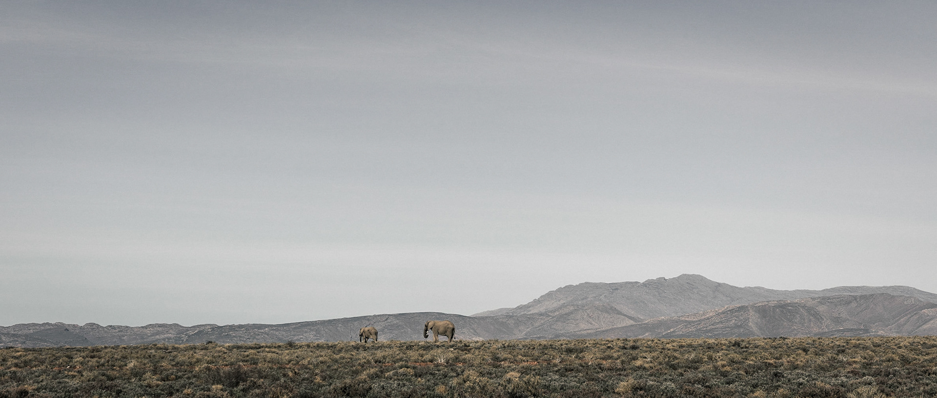 Elephants-02 | 20"x48"