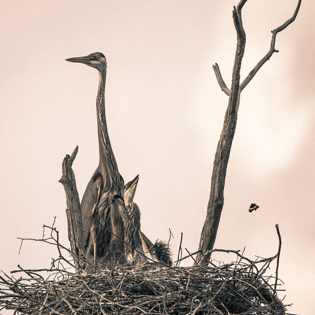 Heron-15 | 30"x48"