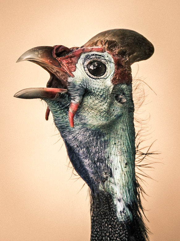 Guineafowl | 27"x36"
