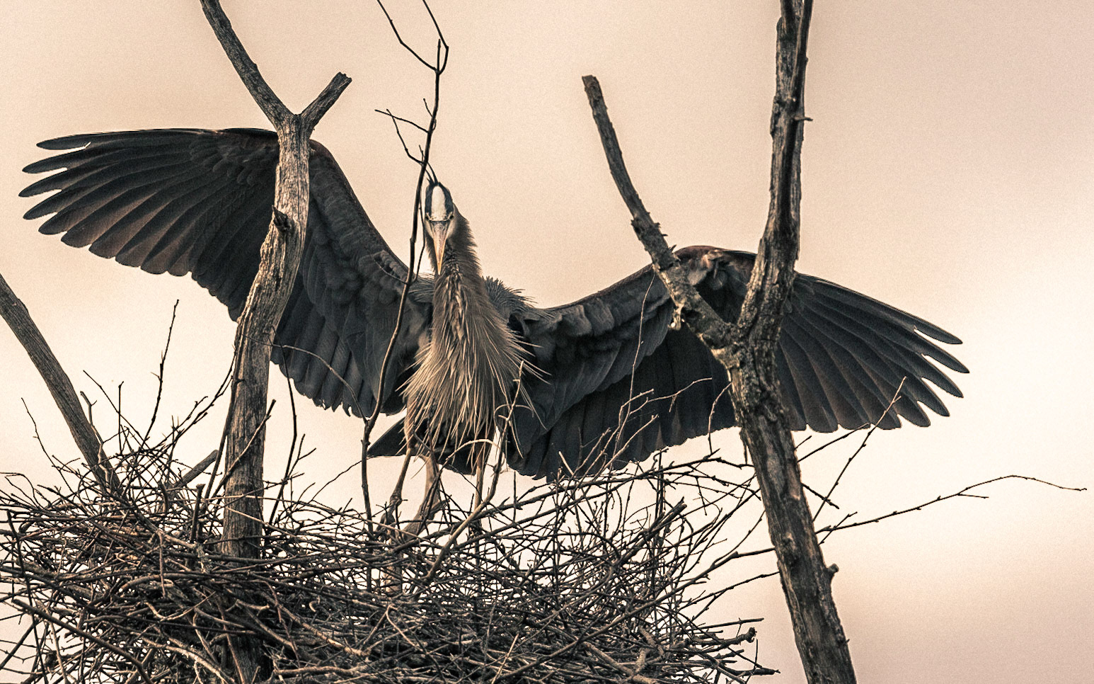 Heron-05 | 30"x48"