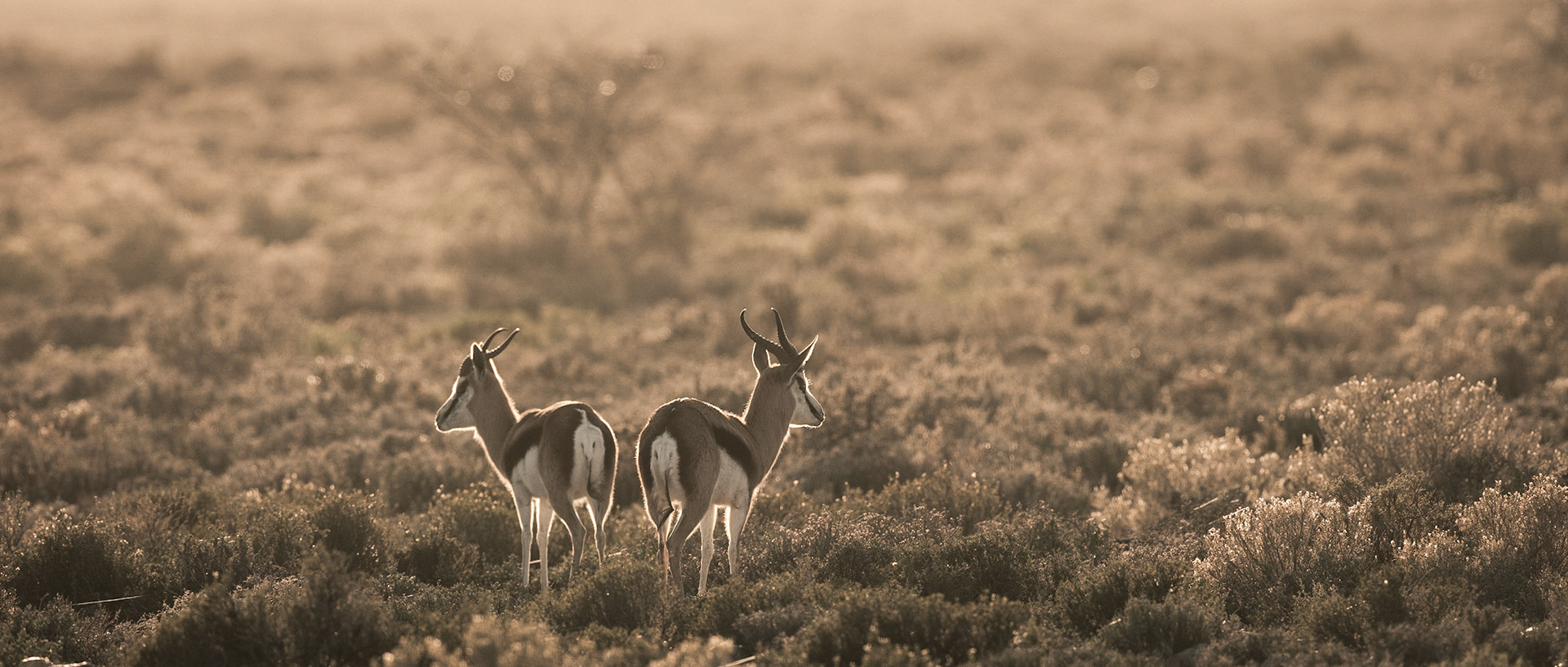 SpringBok | 20"x48"