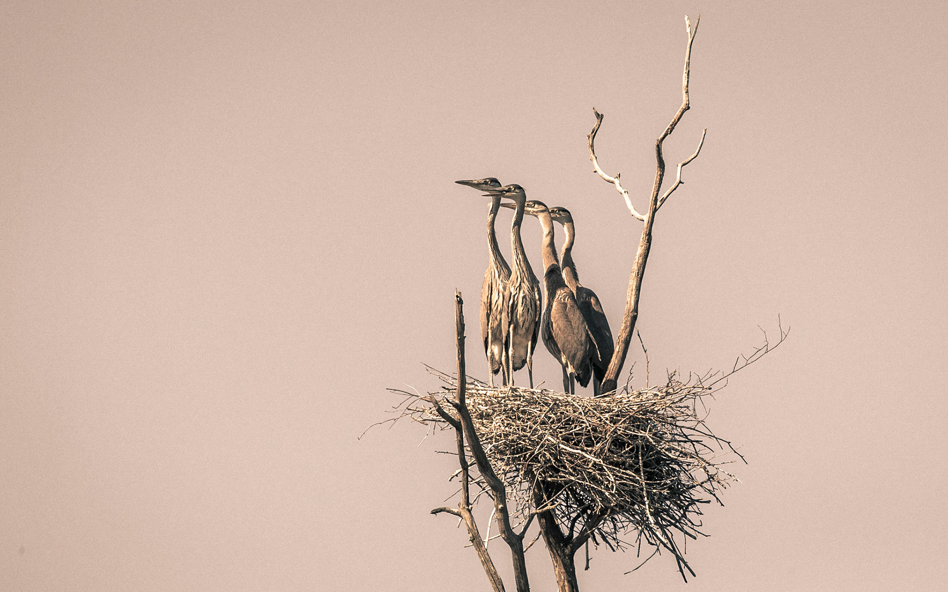 Heron-14 | 30"x48"