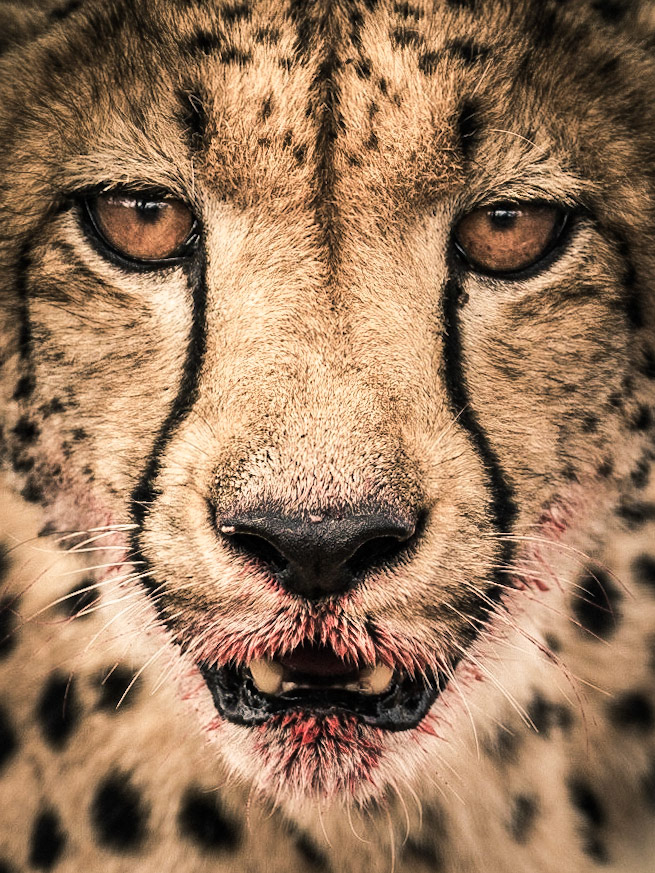 Cheetah | 27"x36"