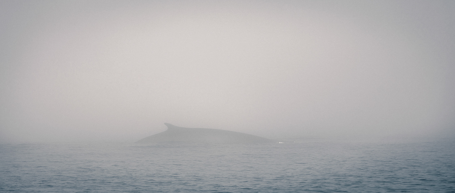 Balaenoptera-02 | 20"x48"