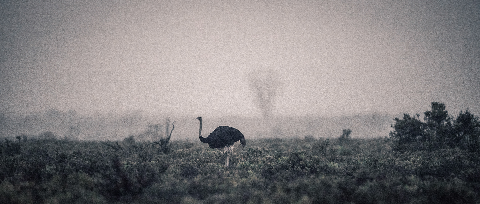 Ostrich | 20"x48"