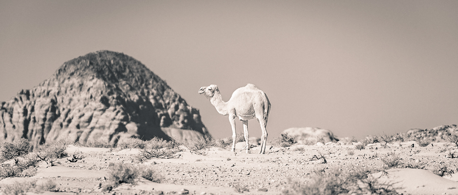 Wadirum-17 | 21"x48"