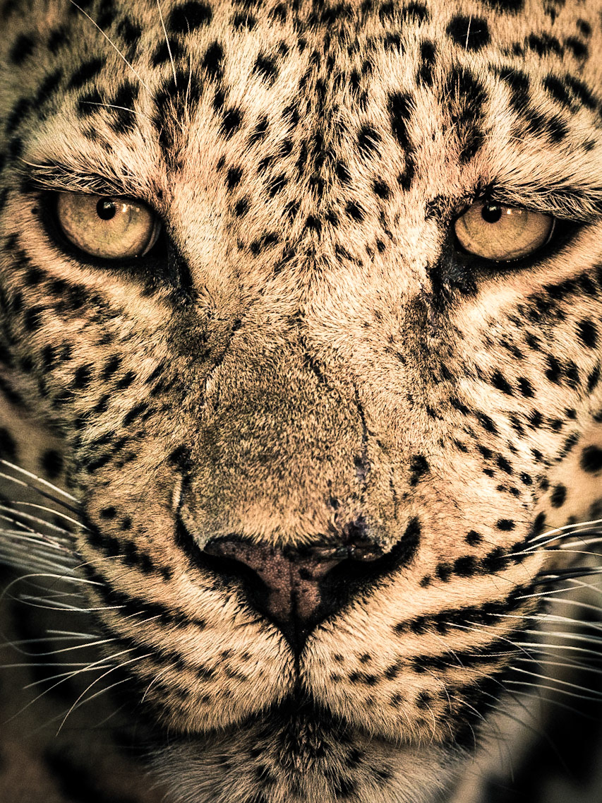 Leopard | 27"x36"
