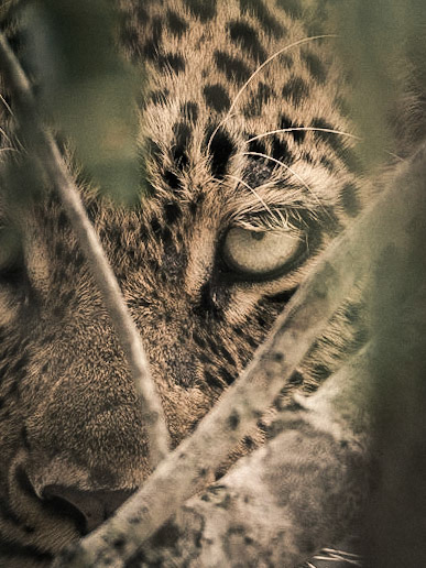 Leopard-02 | 27"x36"