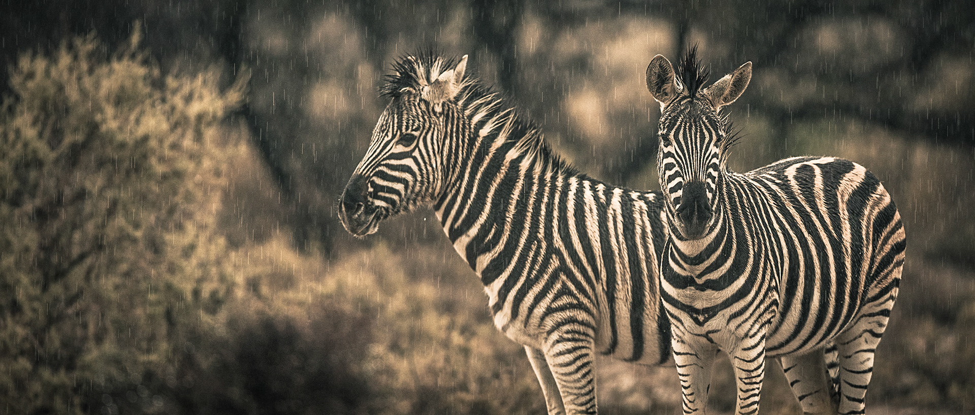 Zebra | 20"x48"