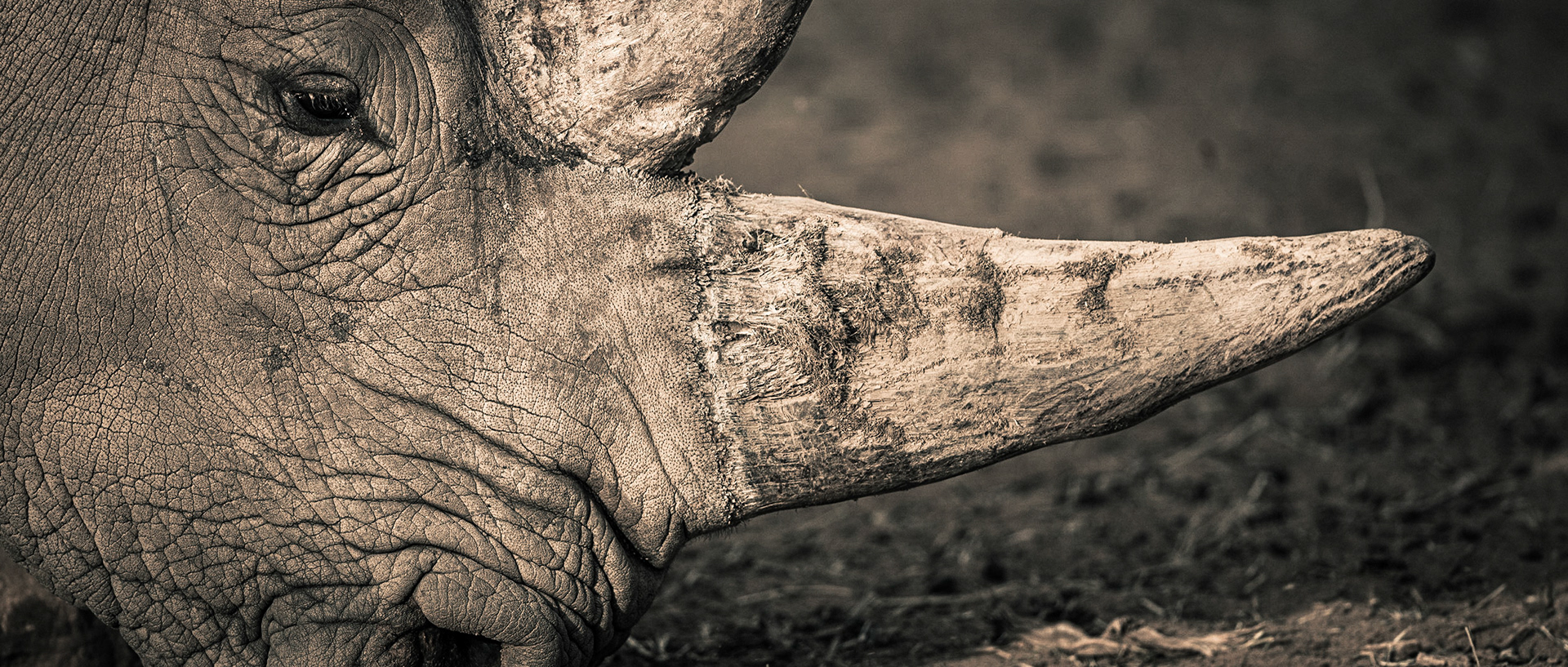 Rhinoceros Horne | 20"x48"