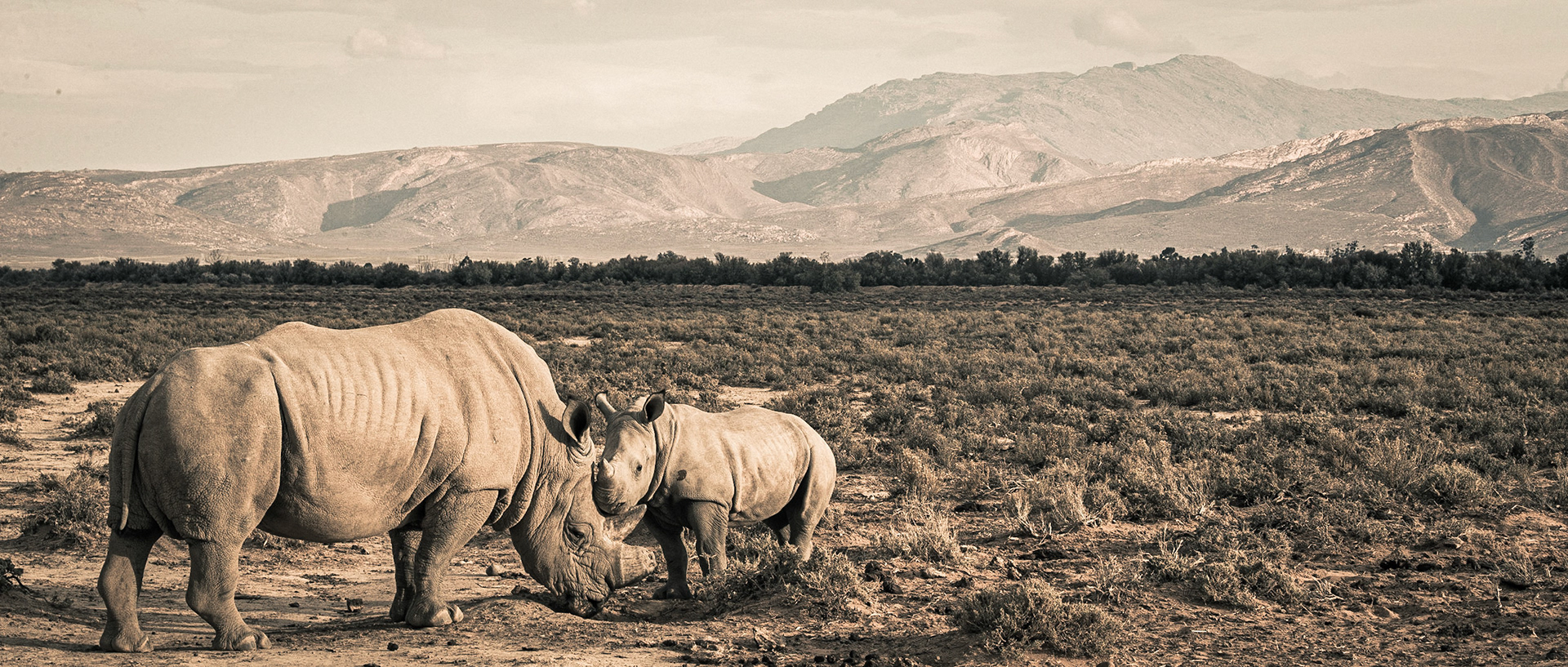 Rhinoceros | 20"x48"