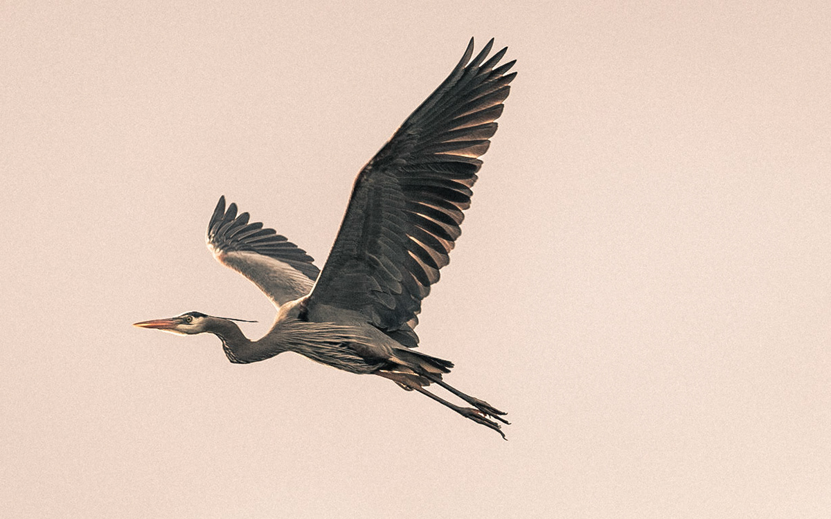 Heron-04 | 30"x48"