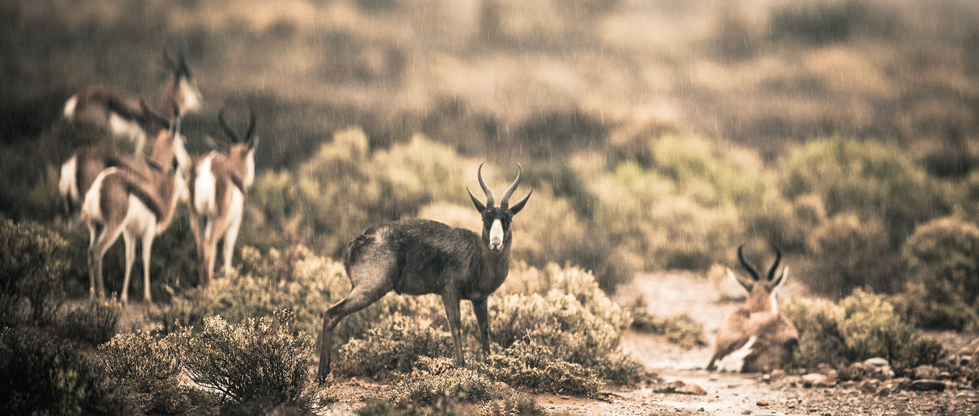 Black SpringBok | 20"x48"
