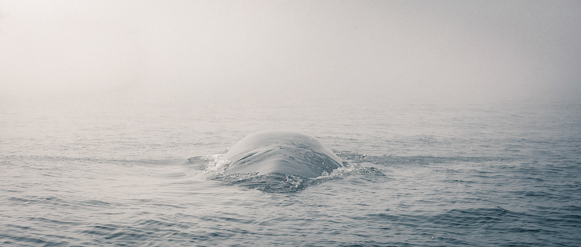 Balaenoptera-04 | 20"x48"