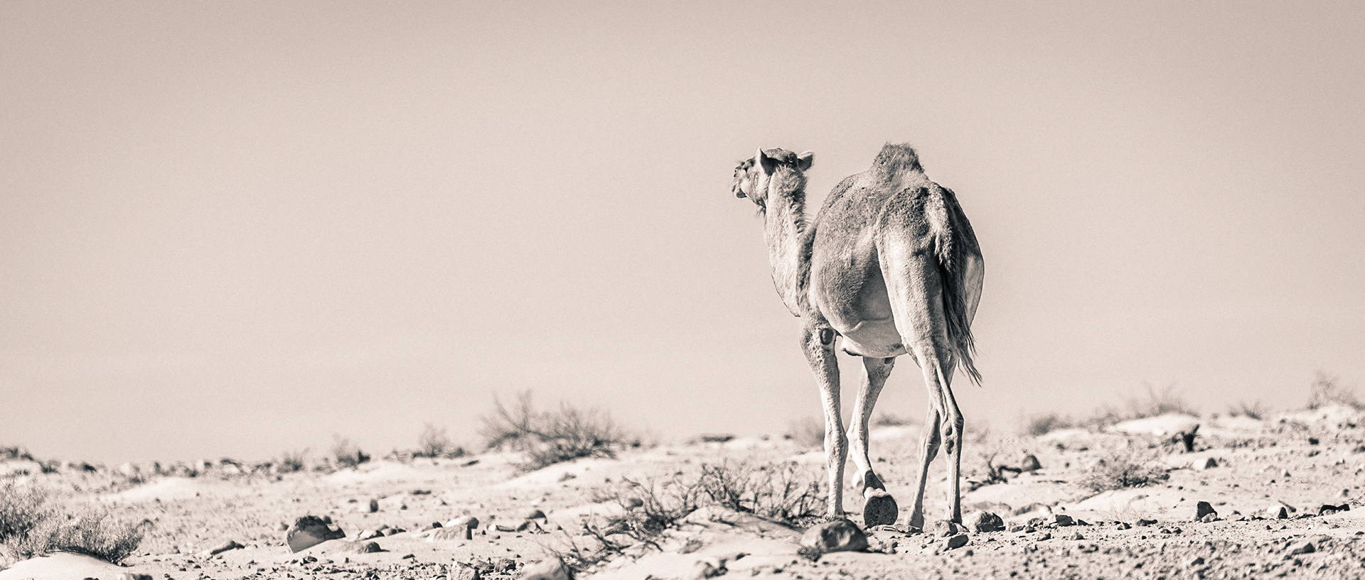 Wadirum-16 | 21"x48"
