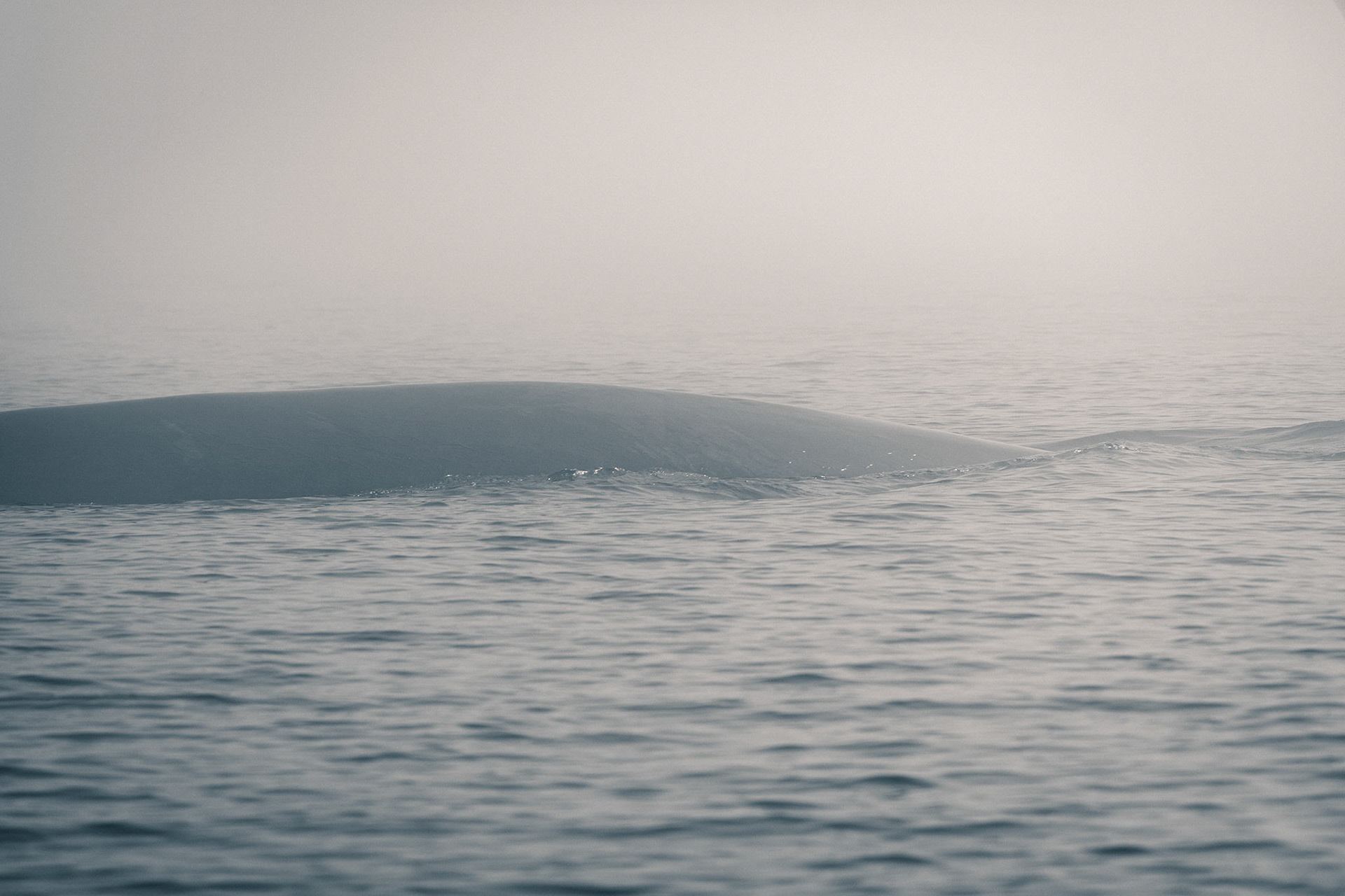 Balaenoptera-10 | 32"x48"
