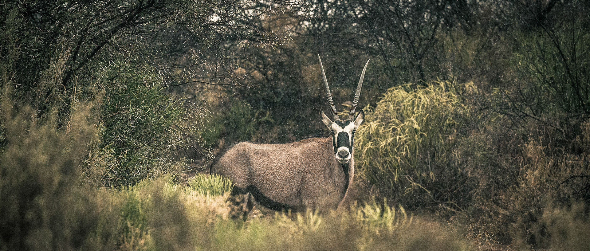 Oryx | 20"x48"