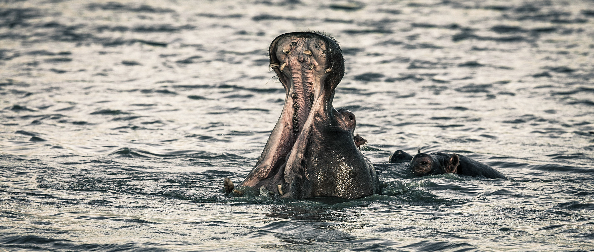 Hippopotamus | 20"x48"