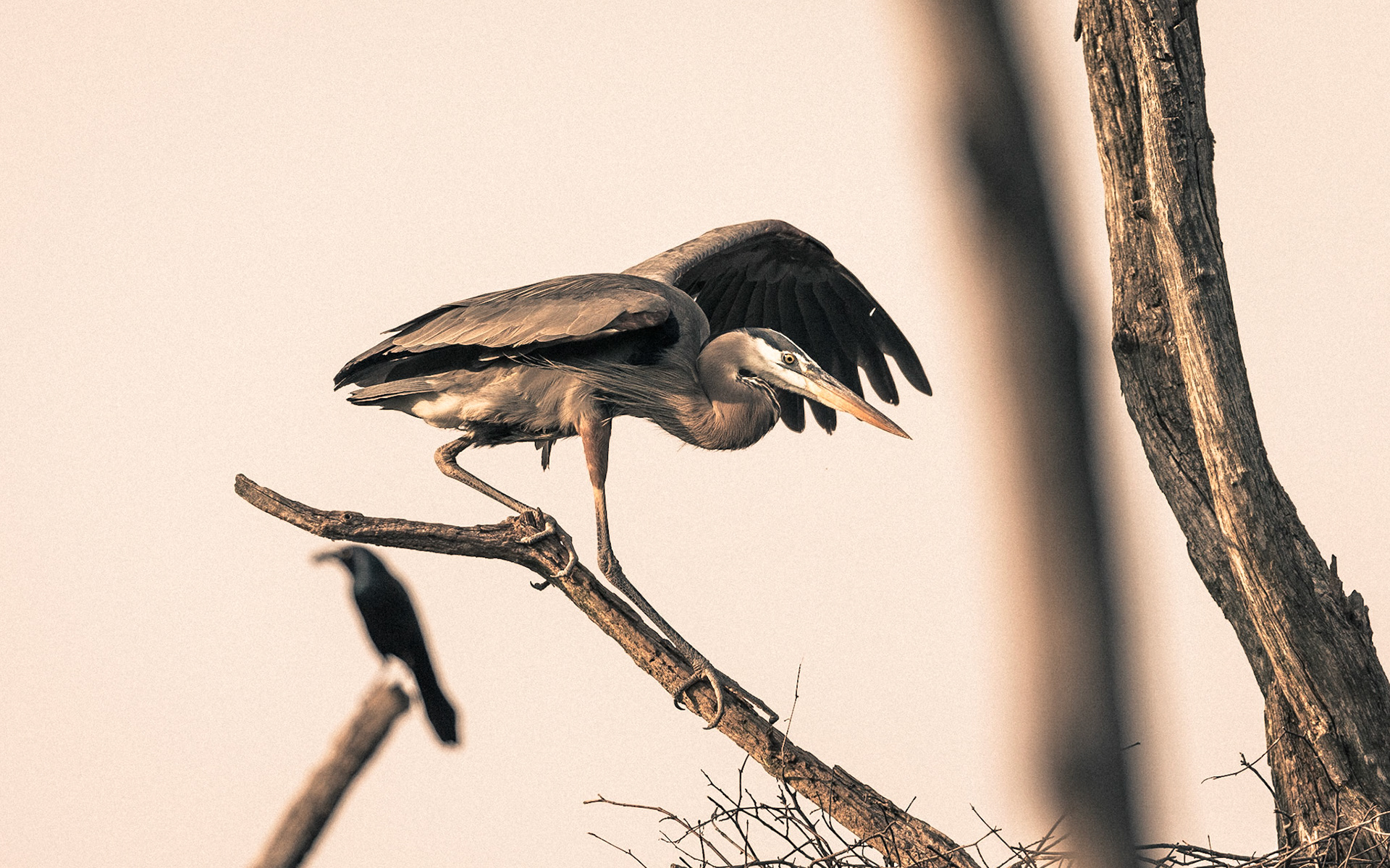 Heron-11 | 30"x48"