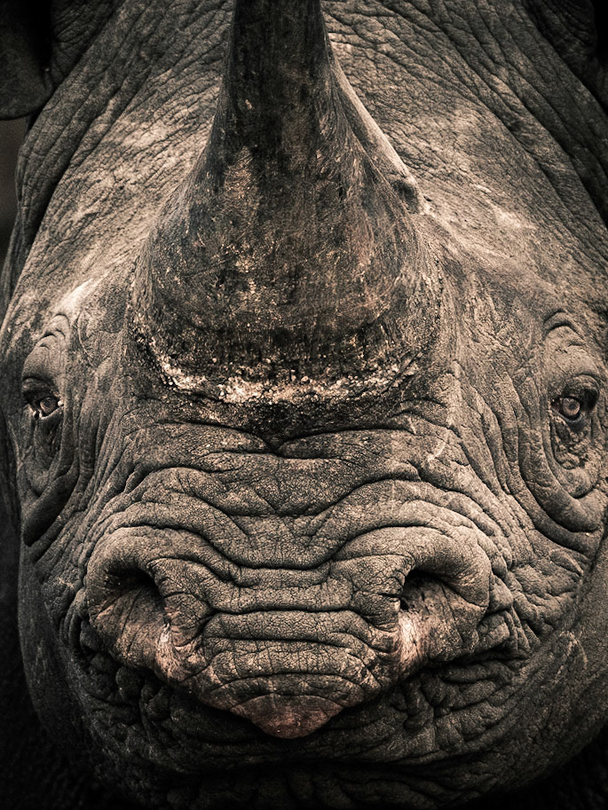 Black Rhino | 27"x36"