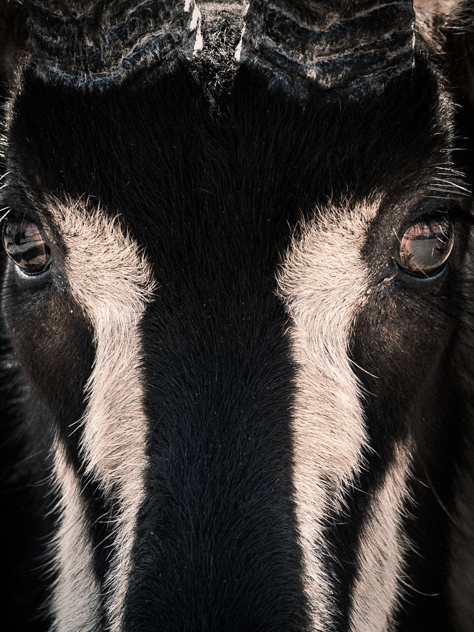 Sable | 27"x36"
